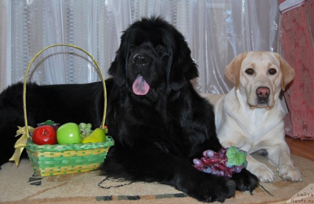 Фотография № 86550