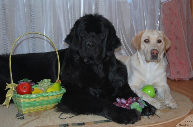 Фотография № 86551