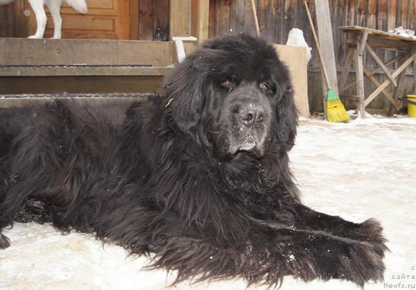 Фото: ньюфаундленд Fiamettahauz Behemoth at Ovatsia (Фиаметтахауз Бегемот эт Овация)