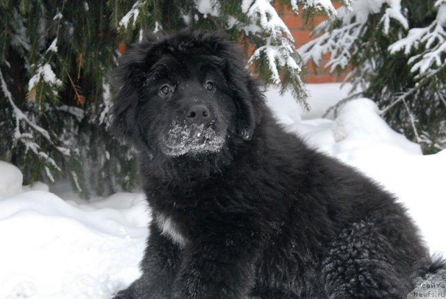 Фотография № 86563