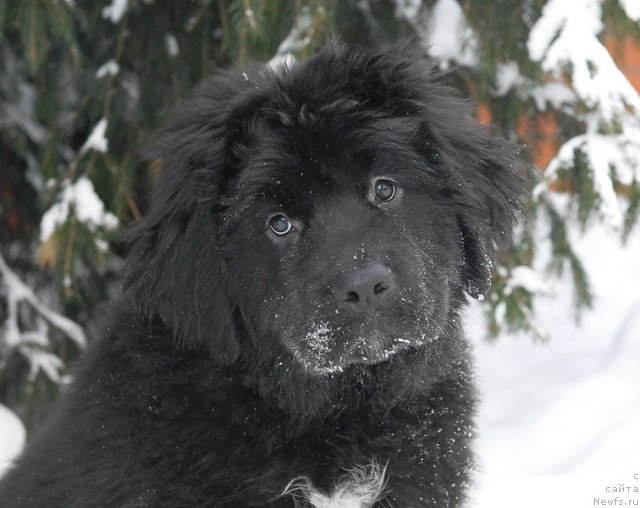 Фото: ньюфаундленд Sent Djons YEklips of ze Mun (Сент Джонс Эклипс оф зе Мун)