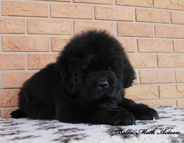 Фото: ньюфаундленд Byella Moss Akteon (Бэлла Мосс Актеон)