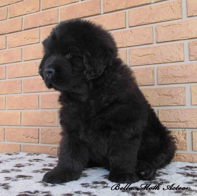 Фото: ньюфаундленд Byella Moss Akteon (Бэлла Мосс Актеон)