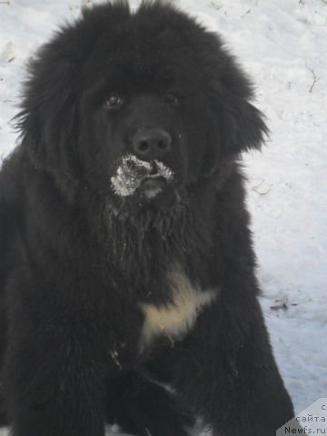 Фото: ньюфаундленд Kara Aular Billy Boy (Кара Аюлар Билли Бой)