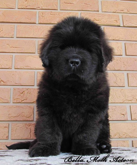 Фото: ньюфаундленд Byella Moss Akteon (Бэлла Мосс Актеон)