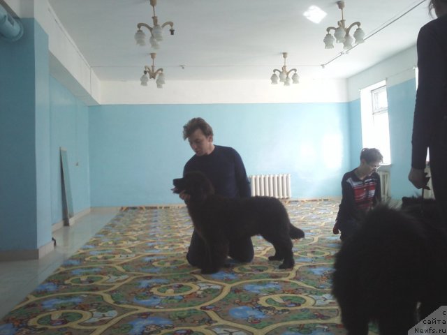 Фото: ньюфаундленд Sent Djons SHarlotta (Сент Джонс Шарлотта)