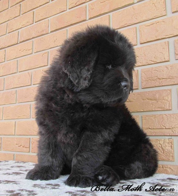 Фото: ньюфаундленд Byella Moss Akteon (Бэлла Мосс Актеон)