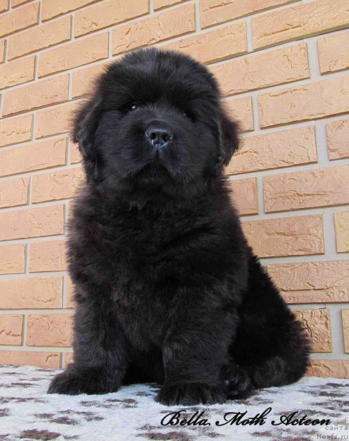 Фото: ньюфаундленд Byella Moss Akteon (Бэлла Мосс Актеон)