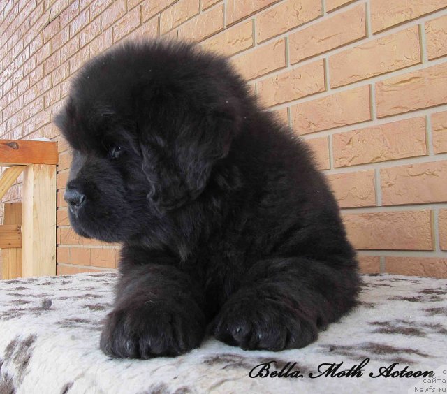 Фото: ньюфаундленд Byella Moss Akteon (Бэлла Мосс Актеон)