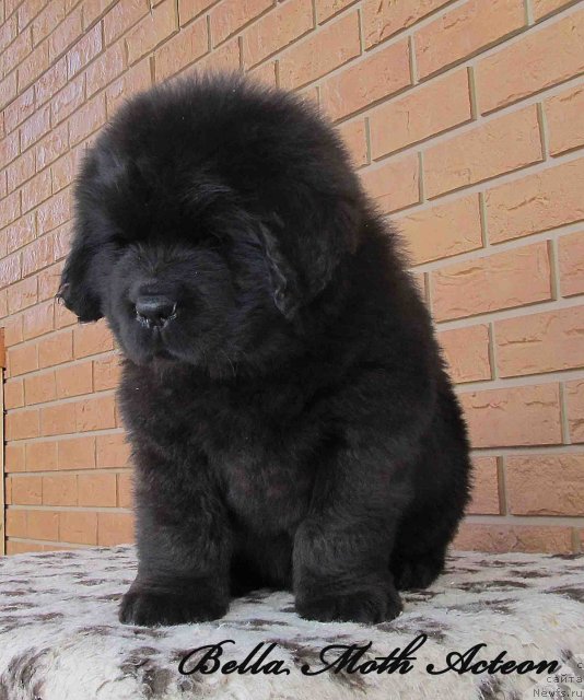 Фото: ньюфаундленд Byella Moss Akteon (Бэлла Мосс Актеон)