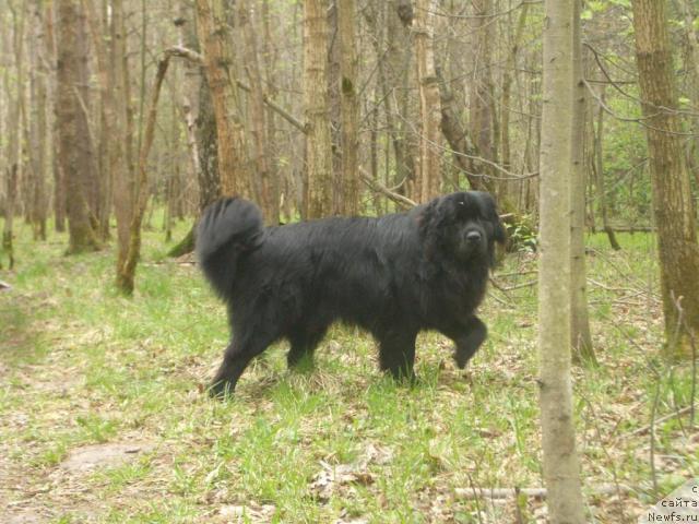 Фото: ньюфаундленд Smigar Pantiak Premium (Смигар Пантиак Премиум)