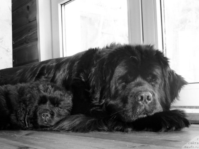 Фото: ньюфаундленд Potap Felicia (Потап Фелиция), ньюфаундленд Byella Moss Amadeus (Бэлла Мосс Амадеус)