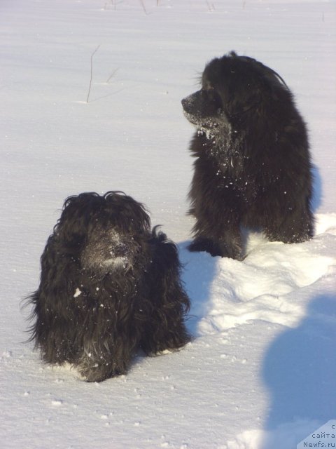 Фото: ньюфаундленд Baryishnya (Барышня), Фрося