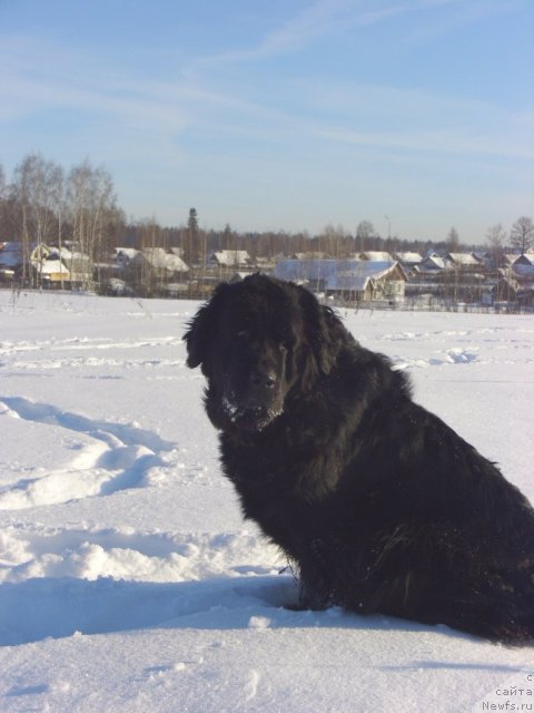 Фото: ньюфаундленд Lesnaya Skazka Lunnaya Sonata (Лесная Сказка Лунная Соната)