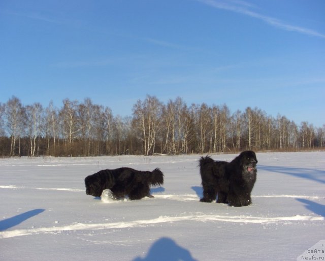 Фото: ньюфаундленд Akin Soul Sofiya (Акин Соул София), ньюфаундленд Baryishnya (Барышня)