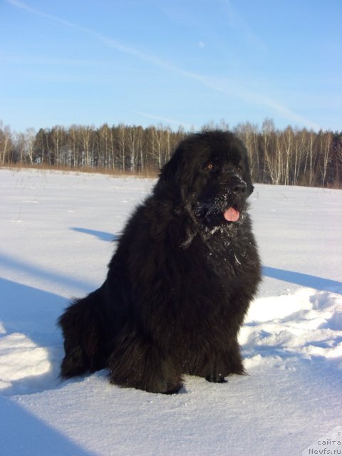 Фото: ньюфаундленд Baryishnya (Барышня)