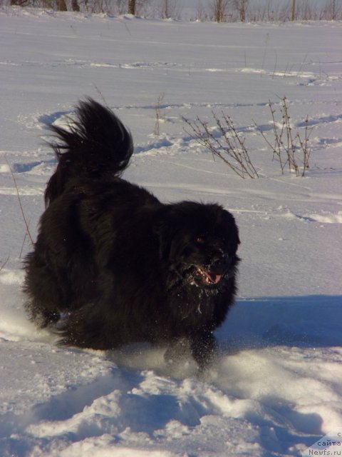 Фото: ньюфаундленд Baryishnya (Барышня)