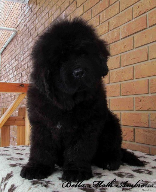 Фото: ньюфаундленд Byella Moss Ambrouz (Бэлла Мосс Амброуз)