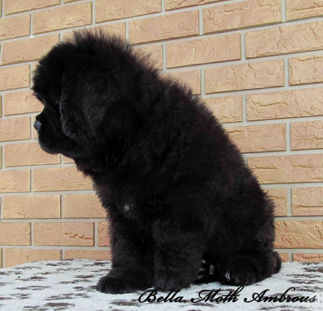 Фото: ньюфаундленд Byella Moss Ambrouz (Бэлла Мосс Амброуз)