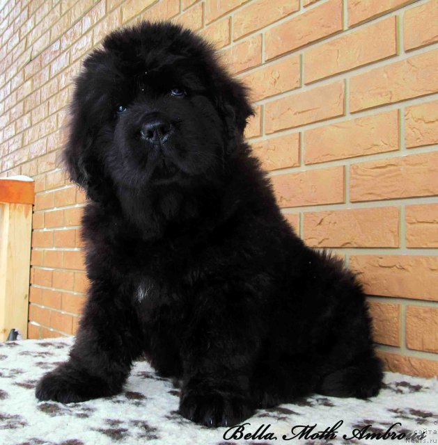 Фото: ньюфаундленд Byella Moss Ambrouz (Бэлла Мосс Амброуз)