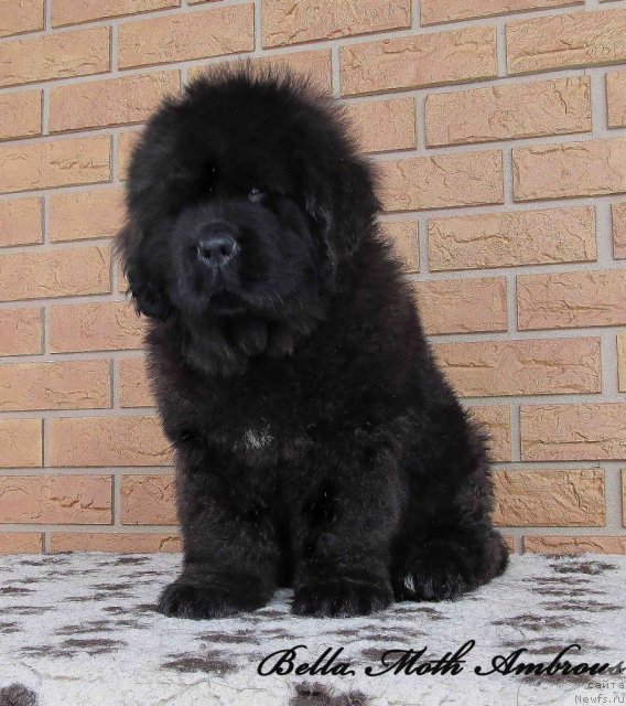 Фото: ньюфаундленд Byella Moss Ambrouz (Бэлла Мосс Амброуз)