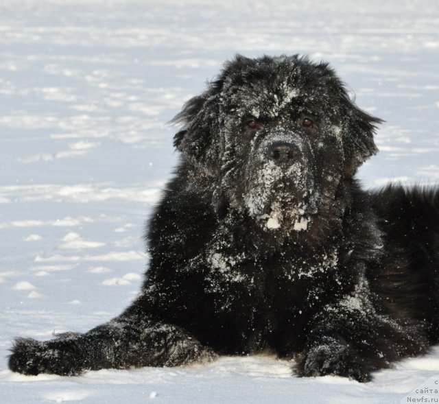 Фото: ньюфаундленд Beguschaya po Volnam Zurbagan (Бегущая по Волнам Зурбаган)