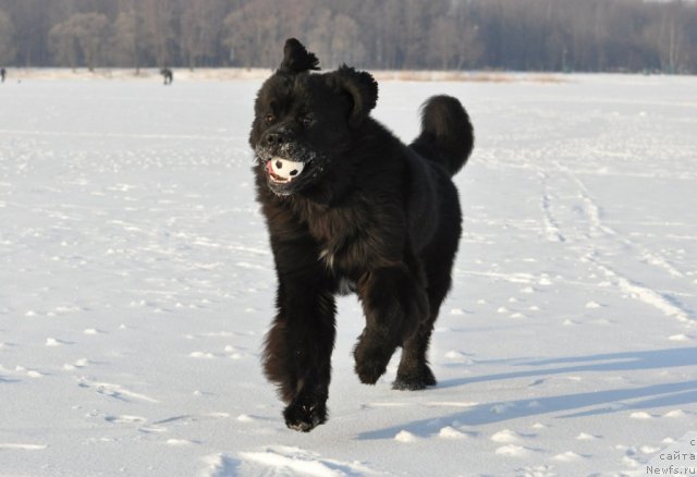 Фото: ньюфаундленд Beguschaya po Volnam Zurbagan (Бегущая по Волнам Зурбаган)