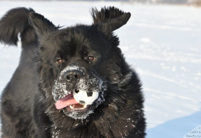 Фото: ньюфаундленд Beguschaya po Volnam Zurbagan (Бегущая по Волнам Зурбаган)