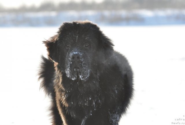 Фото: ньюфаундленд Beguschaya po Volnam Zurbagan (Бегущая по Волнам Зурбаган)