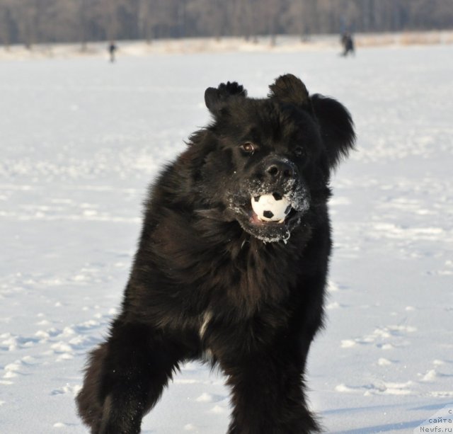 Фото: ньюфаундленд Beguschaya po Volnam Zurbagan (Бегущая по Волнам Зурбаган)