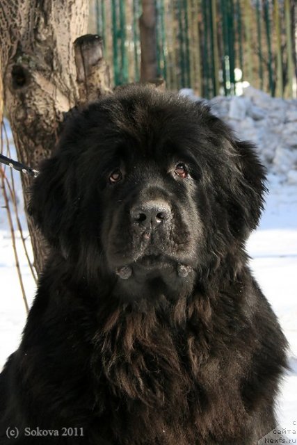 Фото: Топтыжка Николетта