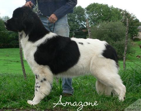 Фото: ньюфаундленд Amazone des Hauts de Malforet