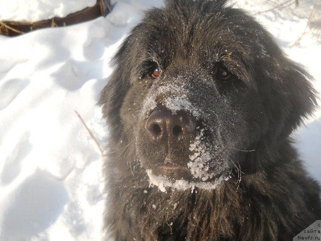 Фото: ньюфаундленд Fann'yuf Al'felina Bledans (Фанньюф Альфелина Бледанс)