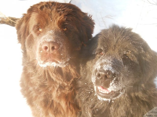 Фото: ньюфаундленд Fann'yuf Al'felina Bledans (Фанньюф Альфелина Бледанс)