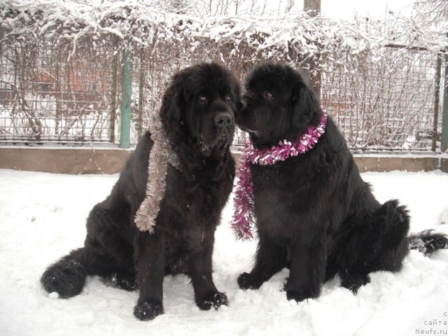 Фото: ньюфаундленд Gay New Space Prestizh (Гай Нью Спейс Престиж), ньюфаундленд Dar Svezyi Apel'sinka-Mandarinka (Дар Свезы Апельсинка-Мандаринка)