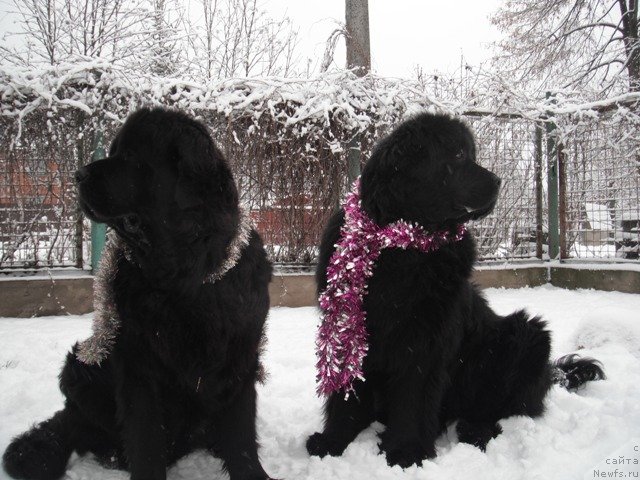 Фото: ньюфаундленд Gay New Space Prestizh (Гай Нью Спейс Престиж), ньюфаундленд Dar Svezyi Apel'sinka-Mandarinka (Дар Свезы Апельсинка-Мандаринка)