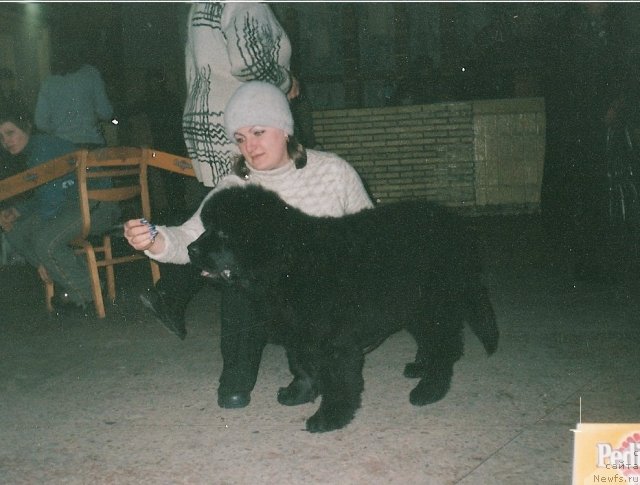 Фото: ньюфаундленд Carevich Imperii N'yuf ot Marleon Dusvik (Царевич Империи Ньюф от Марлеон Дусвик), Tat'yana SHayduk (Татьяна Шайдук)