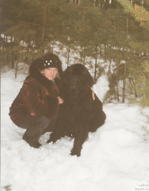 Фото: ньюфаундленд Carevich Imperii N'yuf ot Marleon Dusvik (Царевич Империи Ньюф от Марлеон Дусвик), Tat'yana SHayduk (Татьяна Шайдук)