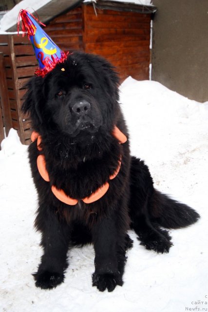 Фото: ньюфаундленд Uluvatu Devi Dan (Улувату Деви Дан)