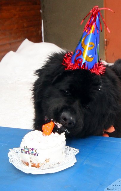 Фото: ньюфаундленд Uluvatu Devi Dan (Улувату Деви Дан)