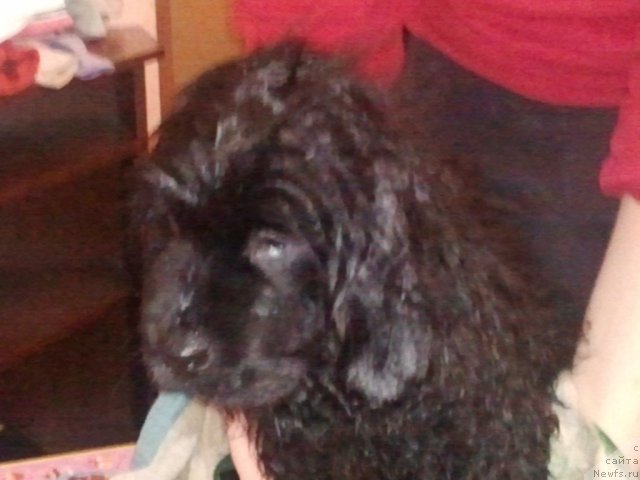 Фото: ньюфаундленд Sent Djons YUna (Сент Джонс Юна)