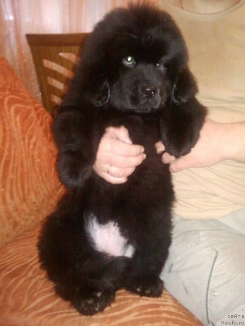 Фото: ньюфаундленд Sent Djons YUna (Сент Джонс Юна)