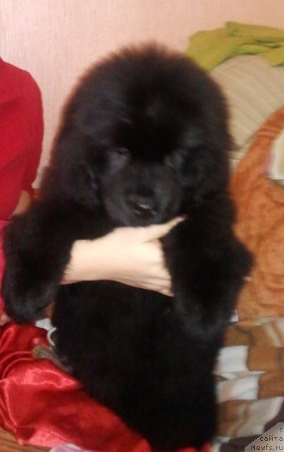 Фото: ньюфаундленд Sent Djons YUna (Сент Джонс Юна)