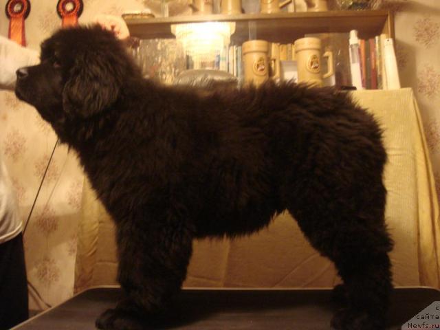 Фото: Плюшевая панда Ивар 3, 5 месяца