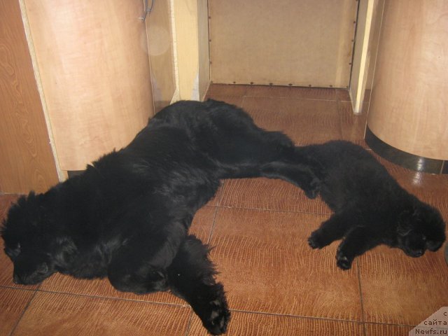 Фото: ньюфаундленд Sent Djons YUna (Сент Джонс Юна), ньюфаундленд Sent Djons CHelenjer (Сент Джонс Челенжер)