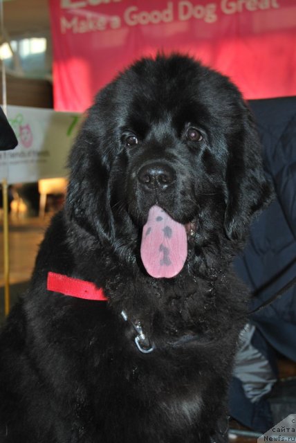 Фотография № 86655