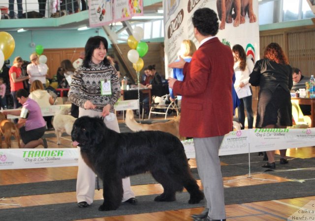 Фото: ньюфаундленд Bears Cove Lucky Break