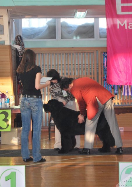 Фото: ньюфаундленд Transatlantika Nuo Ozo Kalvu