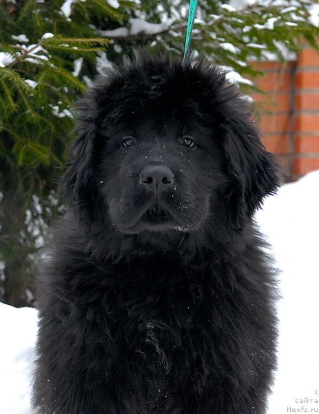 Фотография № 86675