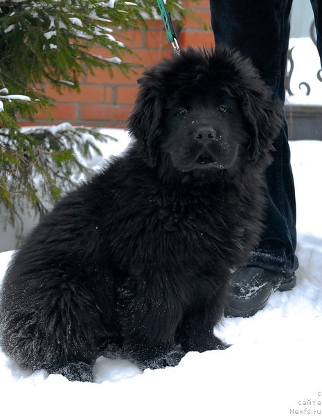 Фото: ньюфаундленд Sent Djons YEdem in may Heart (Сент Джонс Эдем ин май Хеарт)